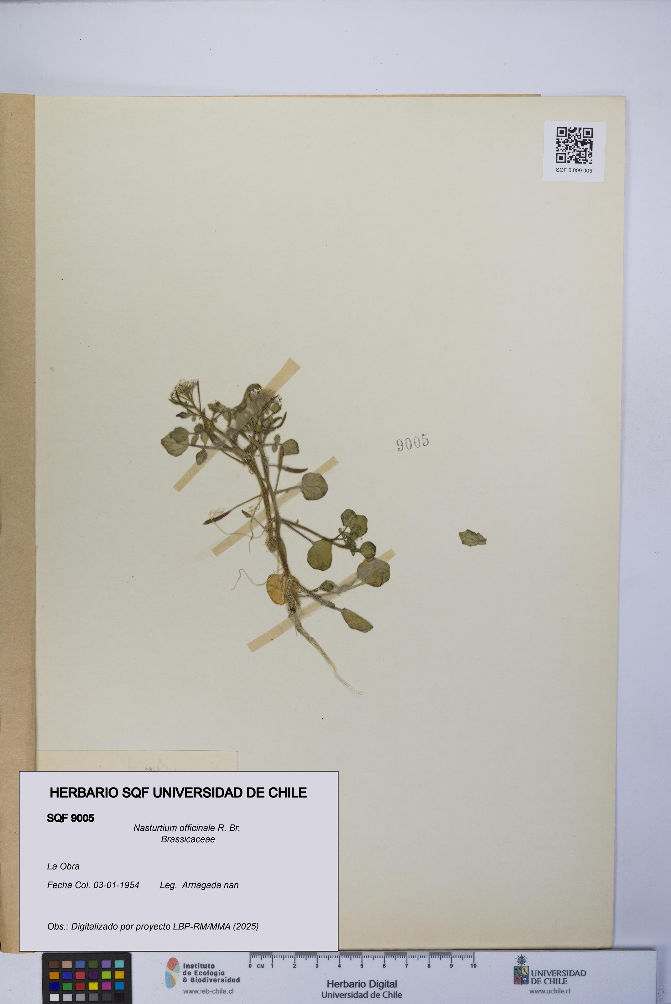 Nasturtium officinale [Espécimen: UCH:SQF:0009005]