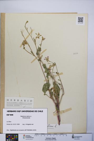 Raphanus sativus [Espécimen: UCH:SQF:0009006]