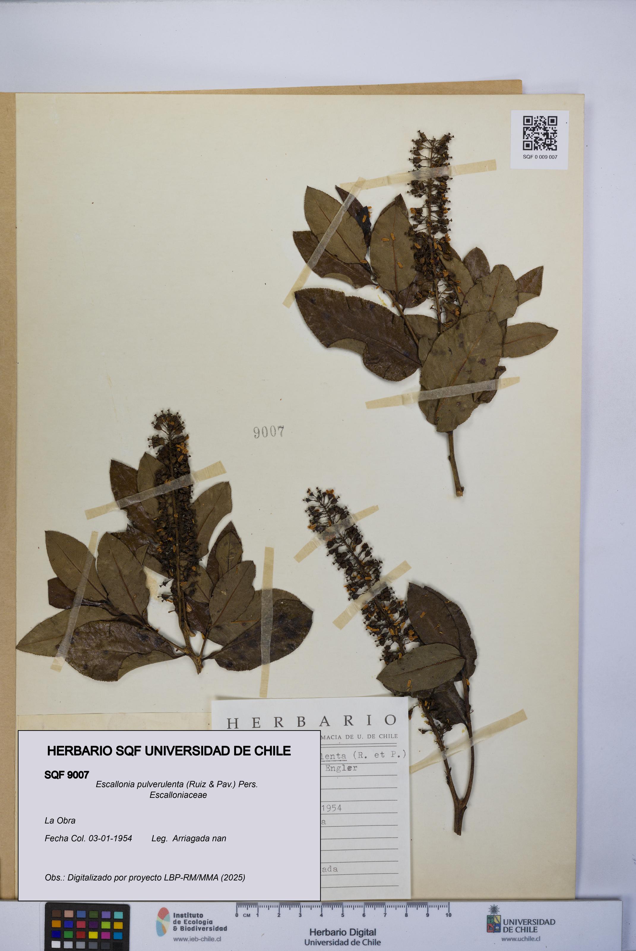 Escallonia pulverulenta [Espécimen: UCH:SQF:0009007]