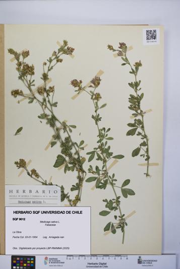 Medicago sativa [Espécimen: UCH:SQF:0009012]