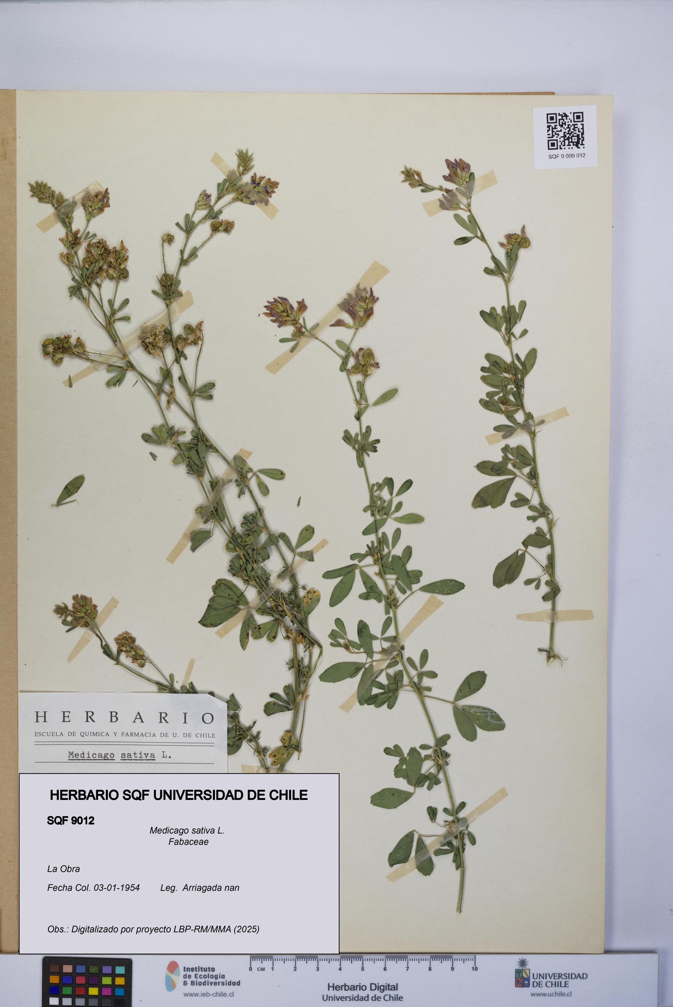 Medicago sativa [Espécimen: UCH:SQF:0009012]
