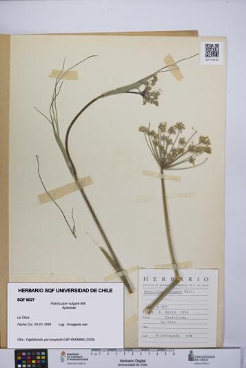 Foeniculum vulgare [Espécimen: UCH:SQF:0009027]