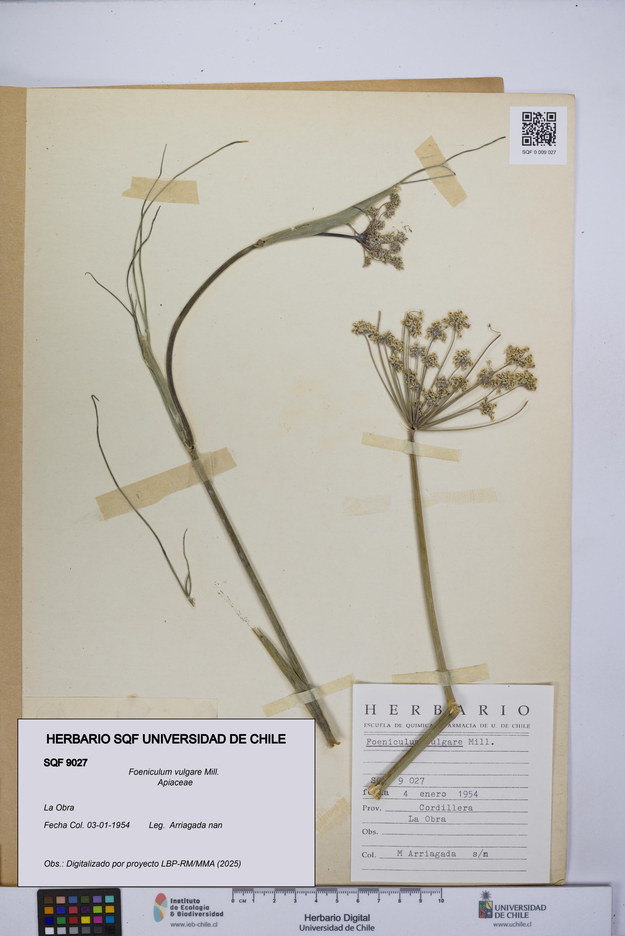 Foeniculum vulgare [Espécimen: UCH:SQF:0009027]