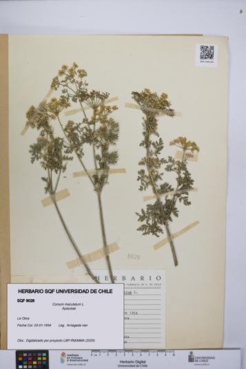 Conium maculatum [Espécimen: UCH:SQF:0009028]