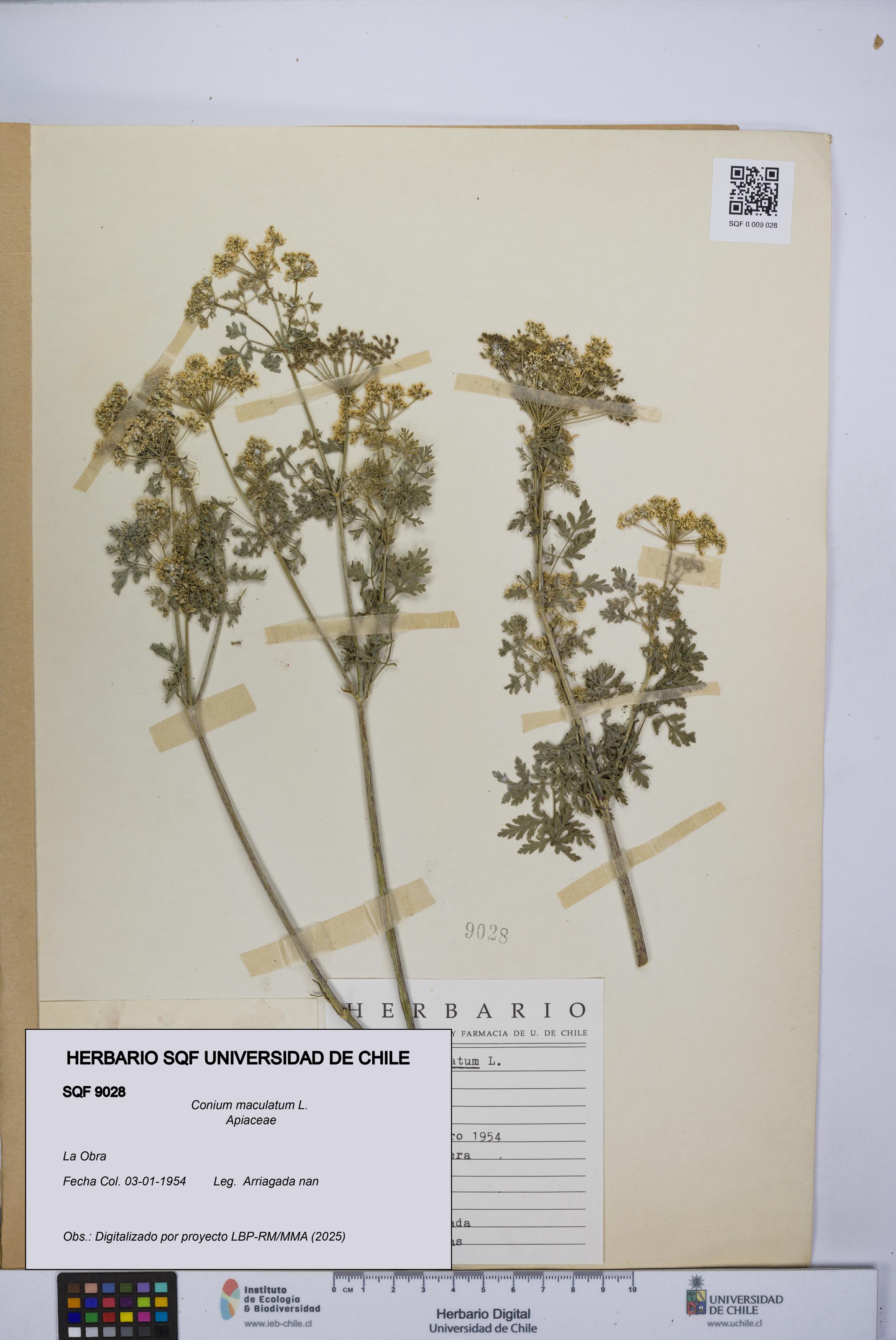 Conium maculatum [Espécimen: UCH:SQF:0009028]