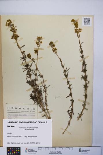 Calceolaria thyrsiflora [Espécimen: UCH:SQF:0009035]