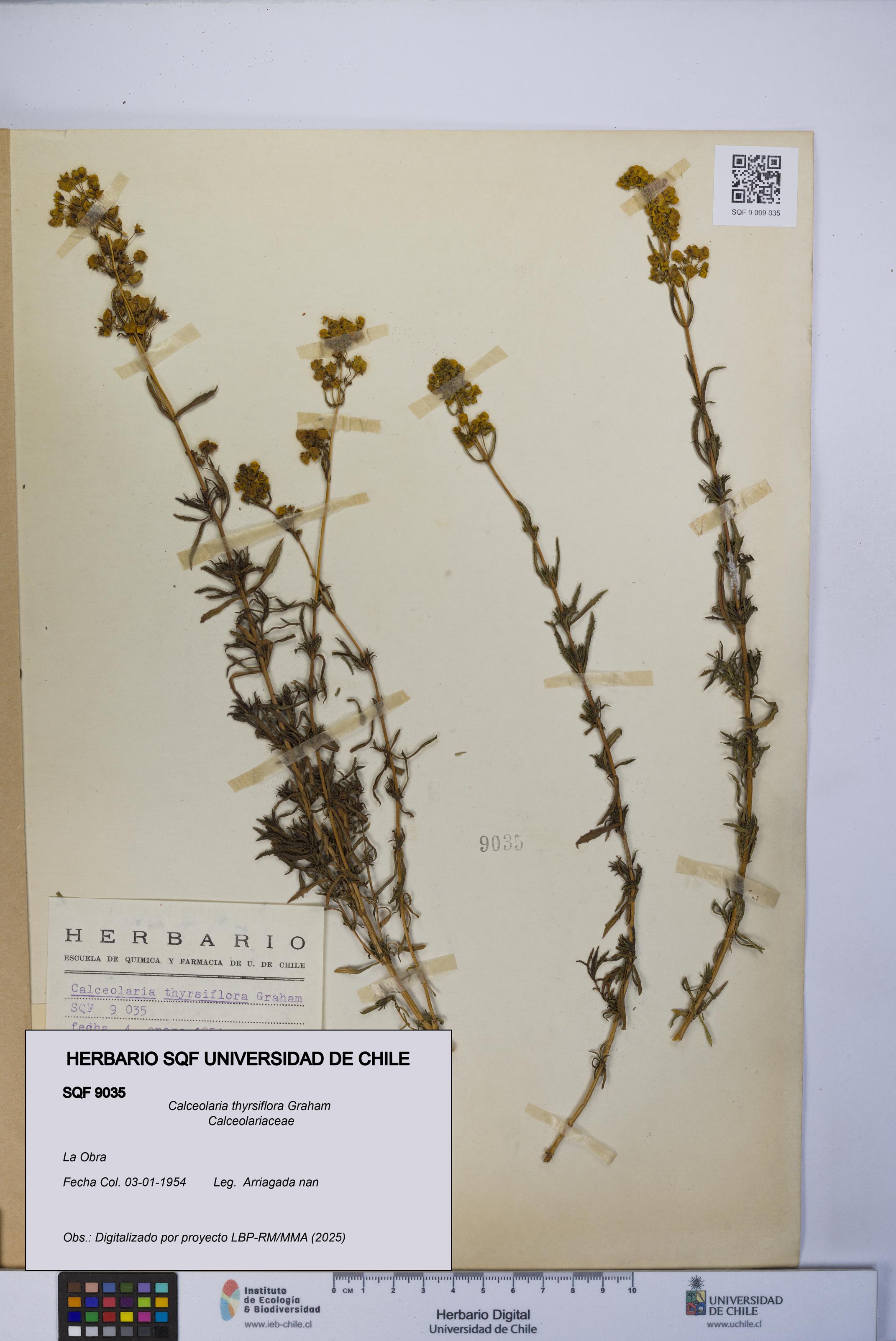 Calceolaria thyrsiflora [Espécimen: UCH:SQF:0009035]