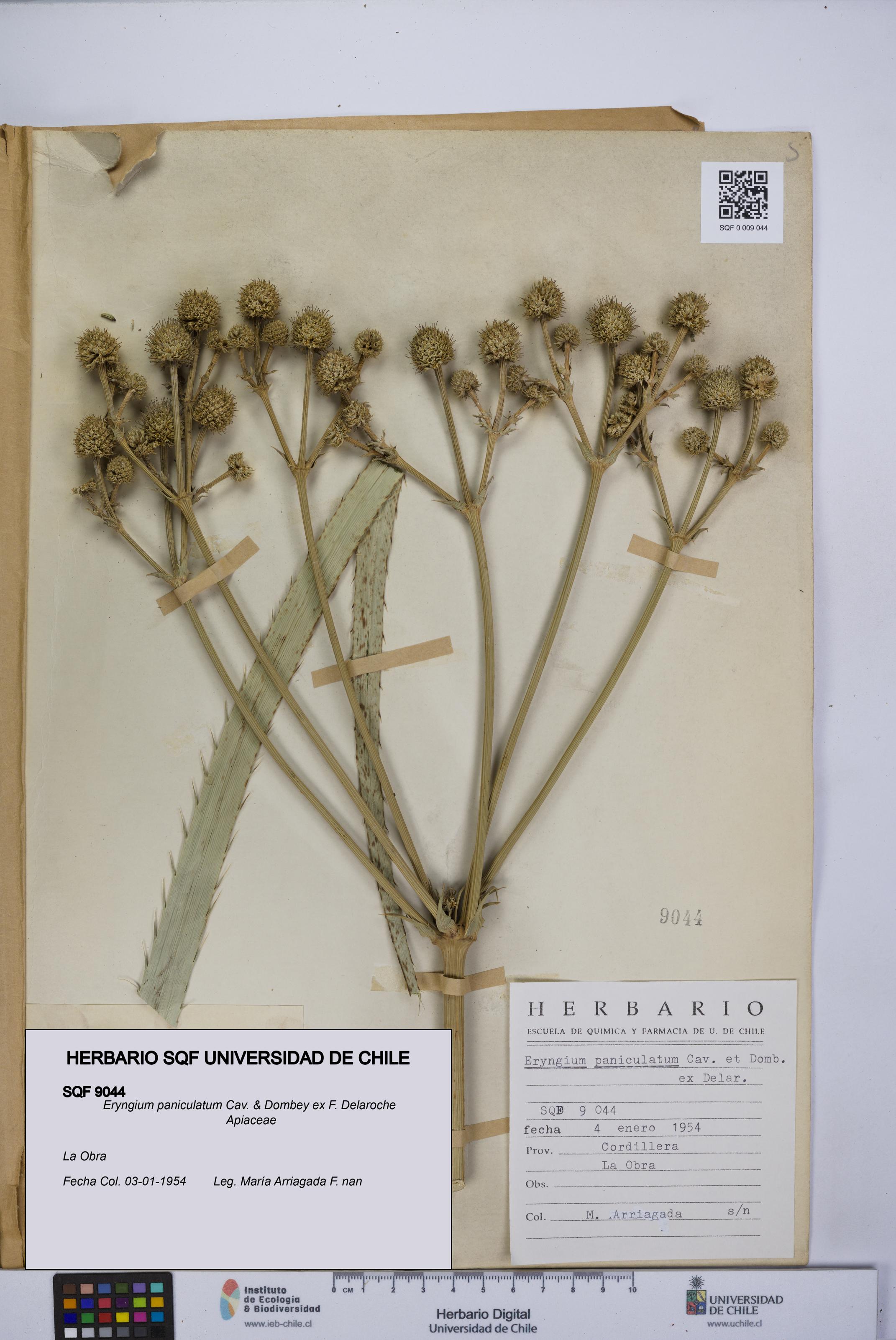 Eryngium paniculatum [Espécimen: UCH:SQF:0009044]