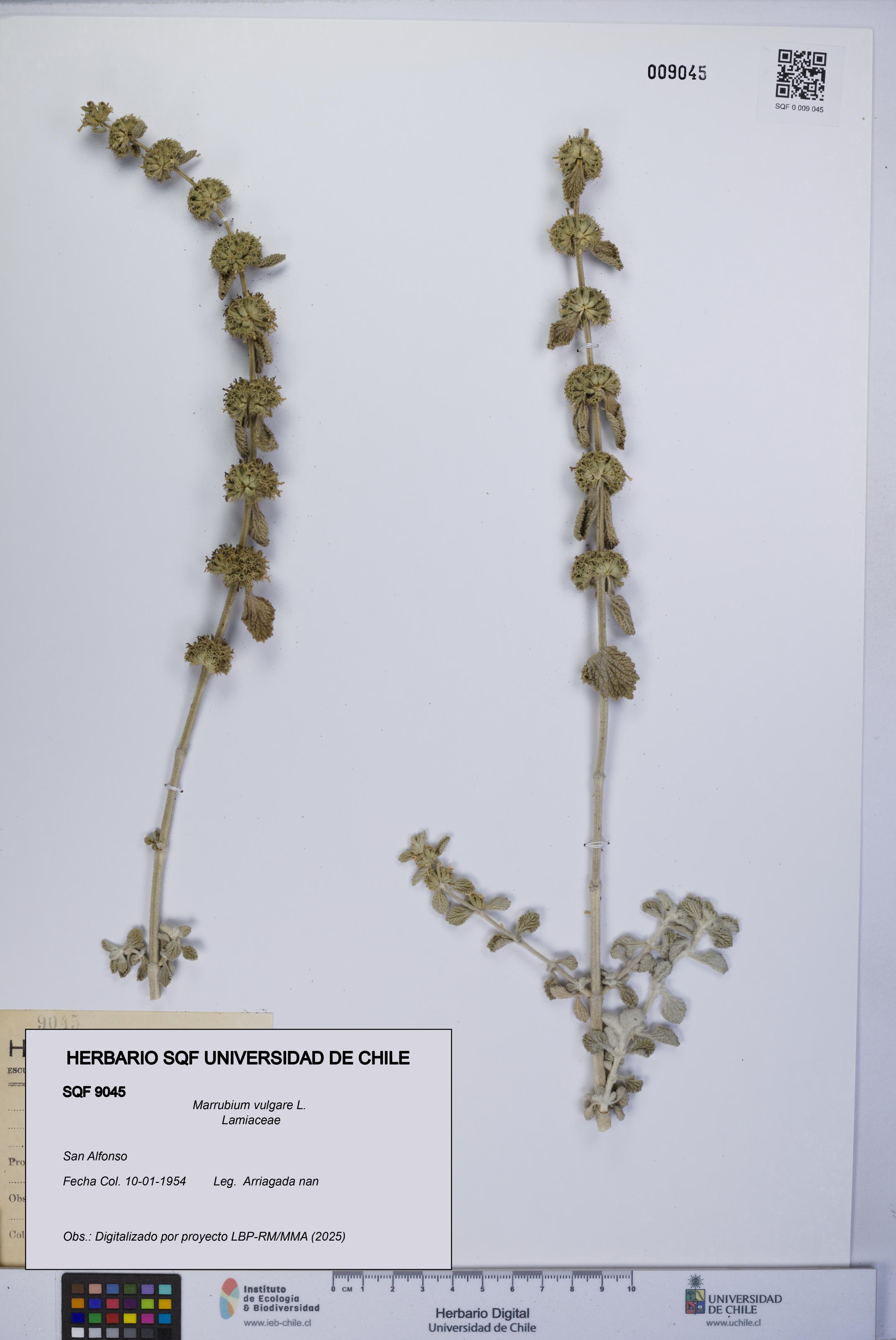 Marrubium vulgare [Espécimen: UCH:SQF:0009045]