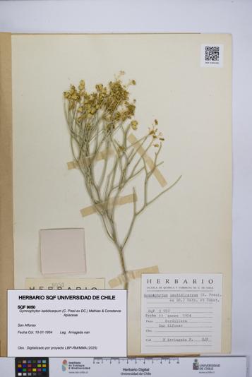 Gymnophyton isatidicarpum [Espécimen: UCH:SQF:0009050]