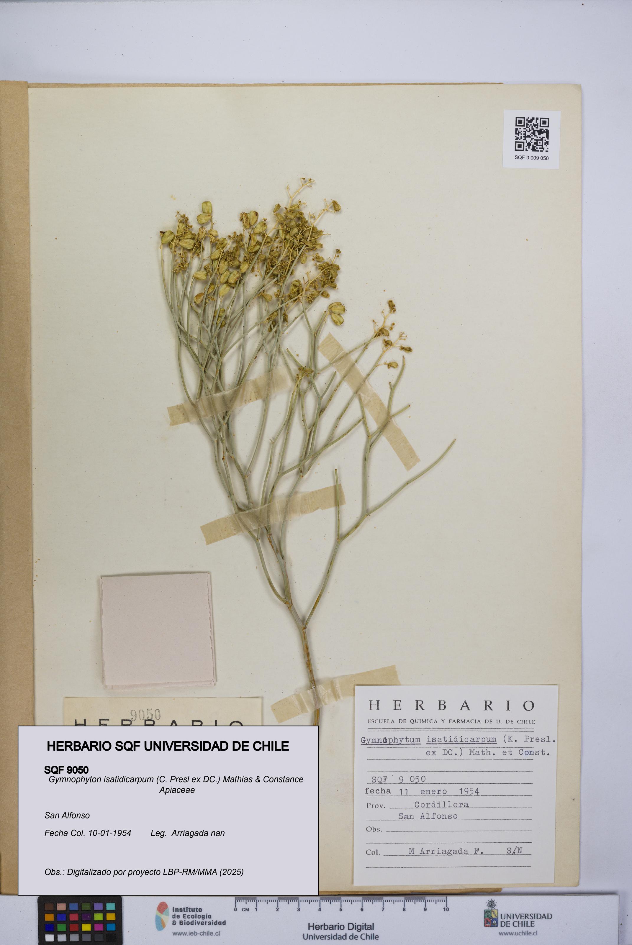 Gymnophyton isatidicarpum [Espécimen: UCH:SQF:0009050]