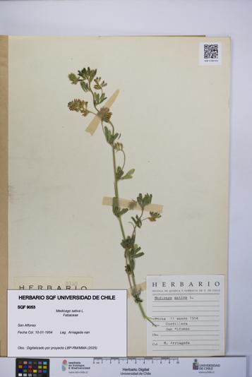 Medicago sativa [Espécimen: UCH:SQF:0009053]