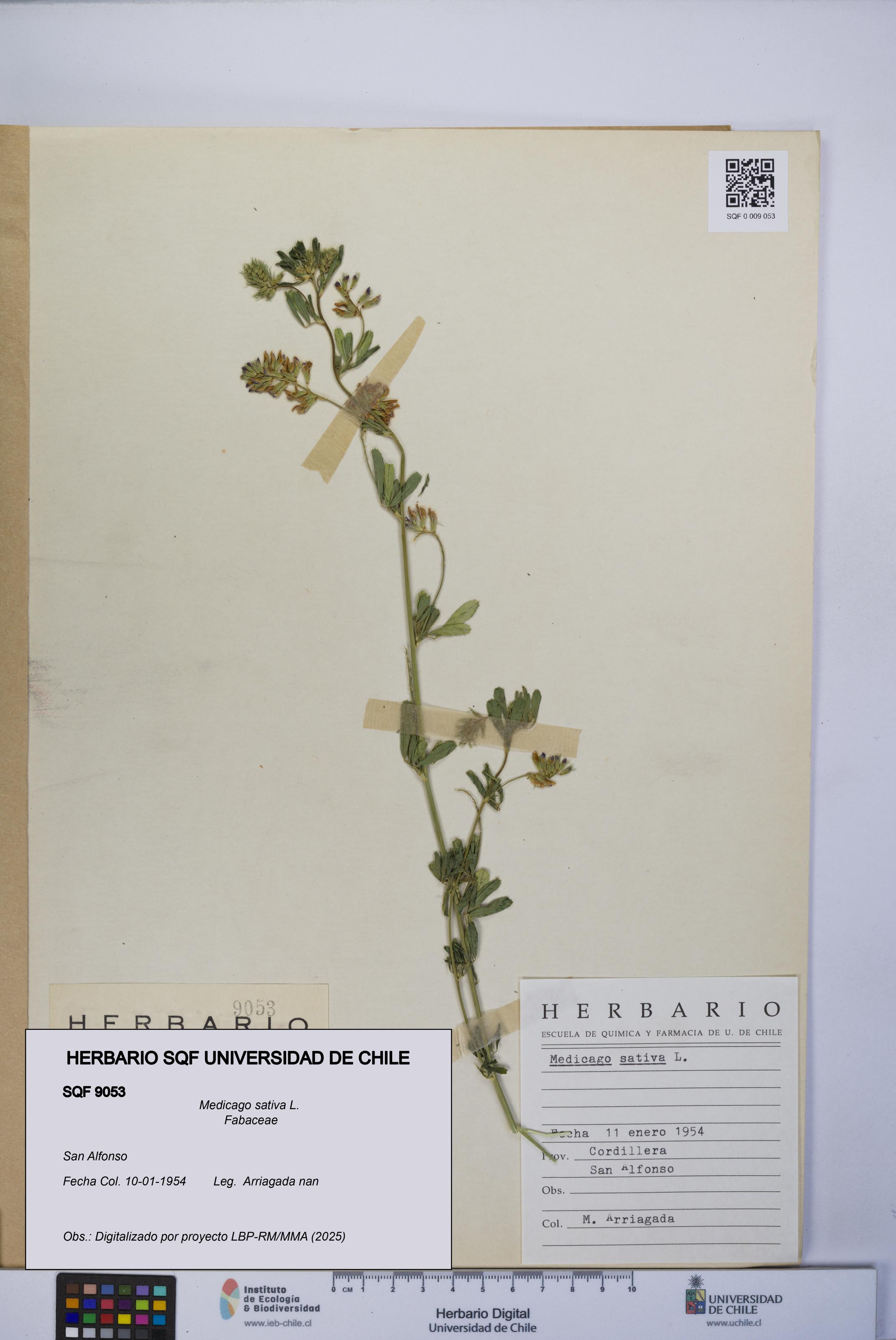 Medicago sativa [Espécimen: UCH:SQF:0009053]