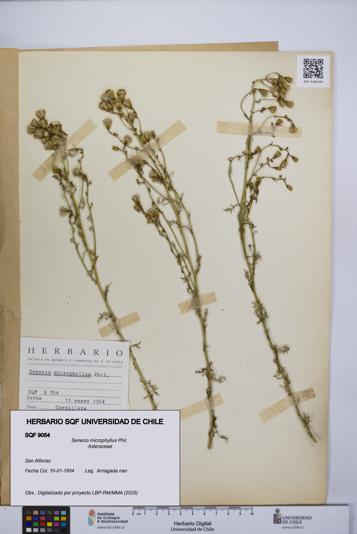 Senecio microphyllus [Espécimen: UCH:SQF:0009054]