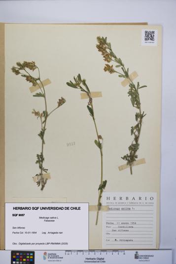 Medicago sativa [Espécimen: UCH:SQF:0009057]