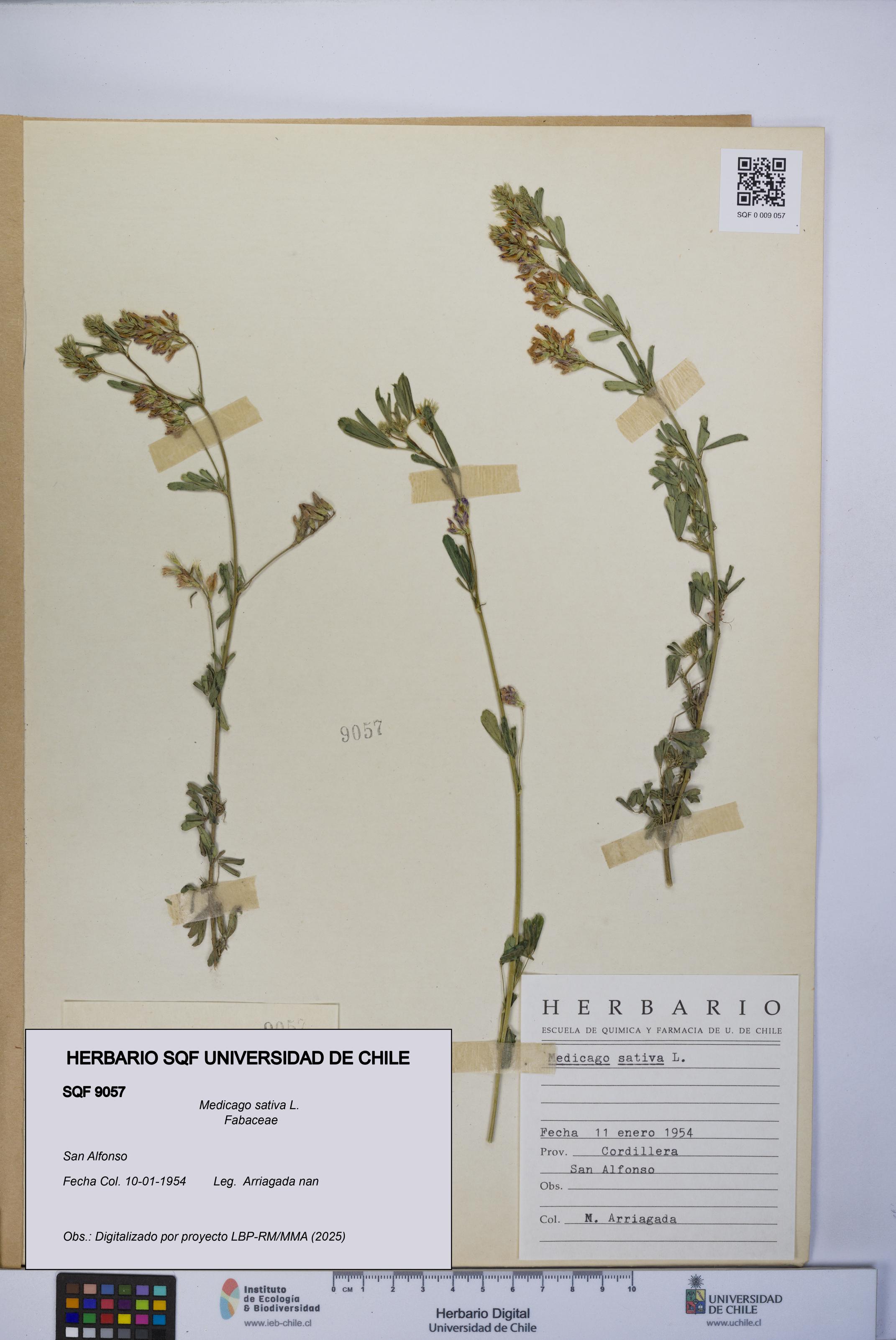 Medicago sativa [Espécimen: UCH:SQF:0009057]