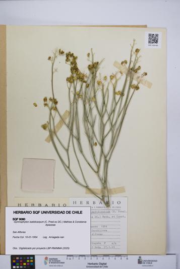 Gymnophyton isatidicarpum [Espécimen: UCH:SQF:0009060]