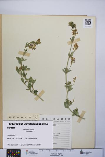 Medicago sativa [Espécimen: UCH:SQF:0009062]