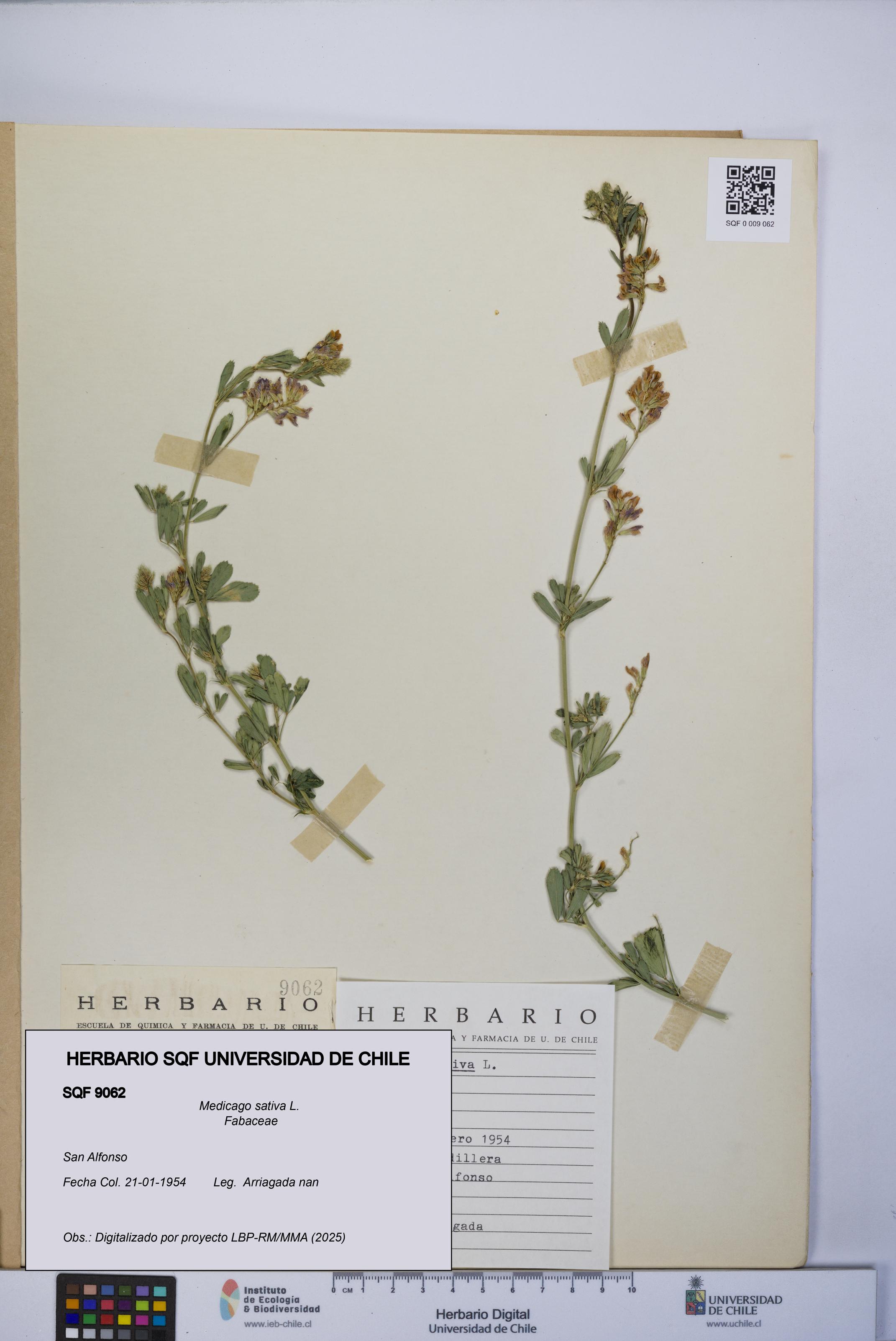 Medicago sativa [Espécimen: UCH:SQF:0009062]
