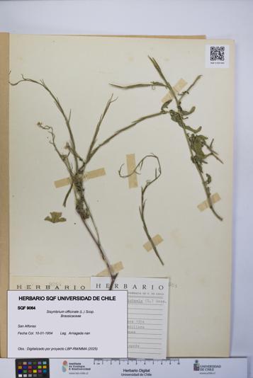 Sisymbrium officinale [Espécimen: UCH:SQF:0009064]