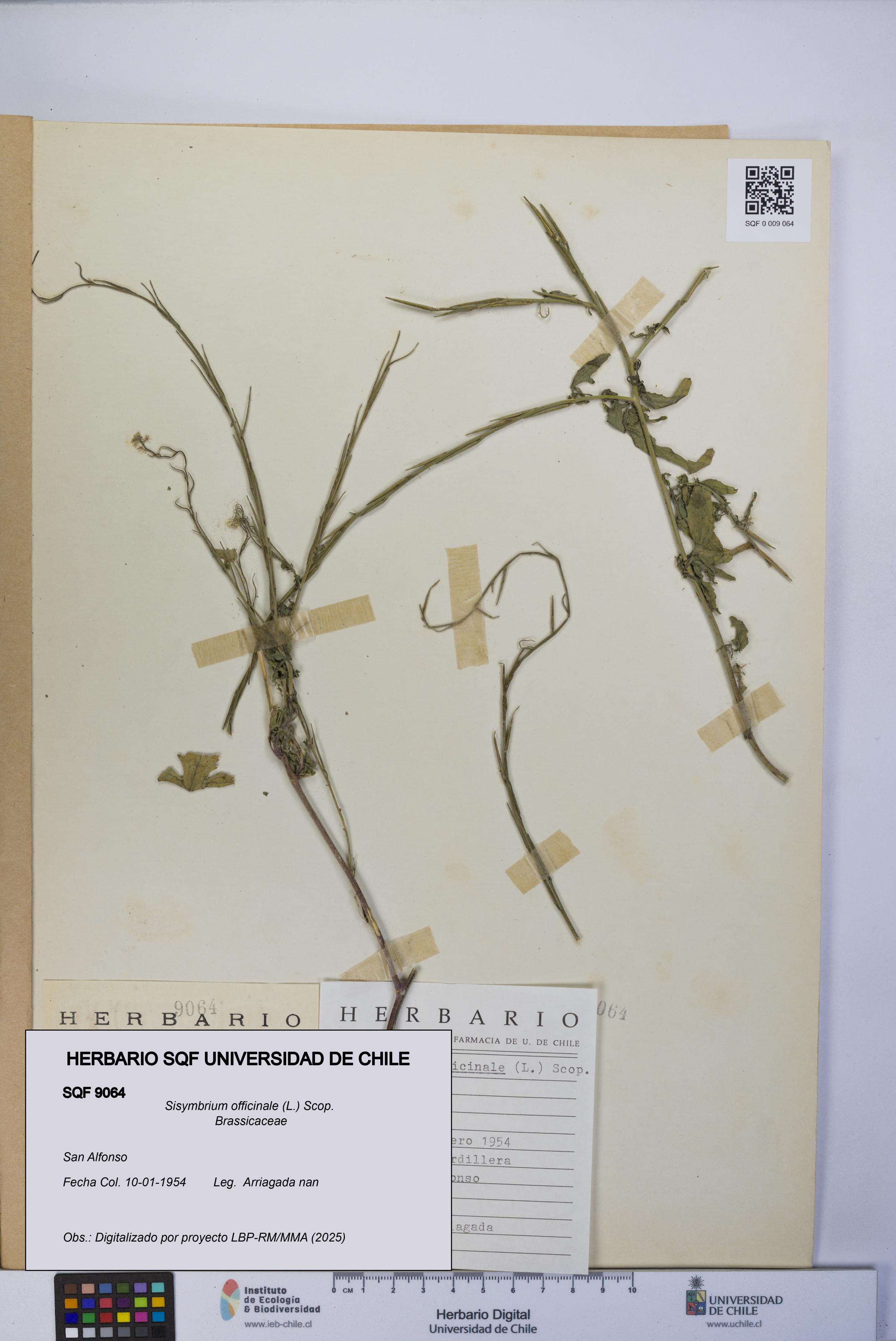 Sisymbrium officinale [Espécimen: UCH:SQF:0009064]