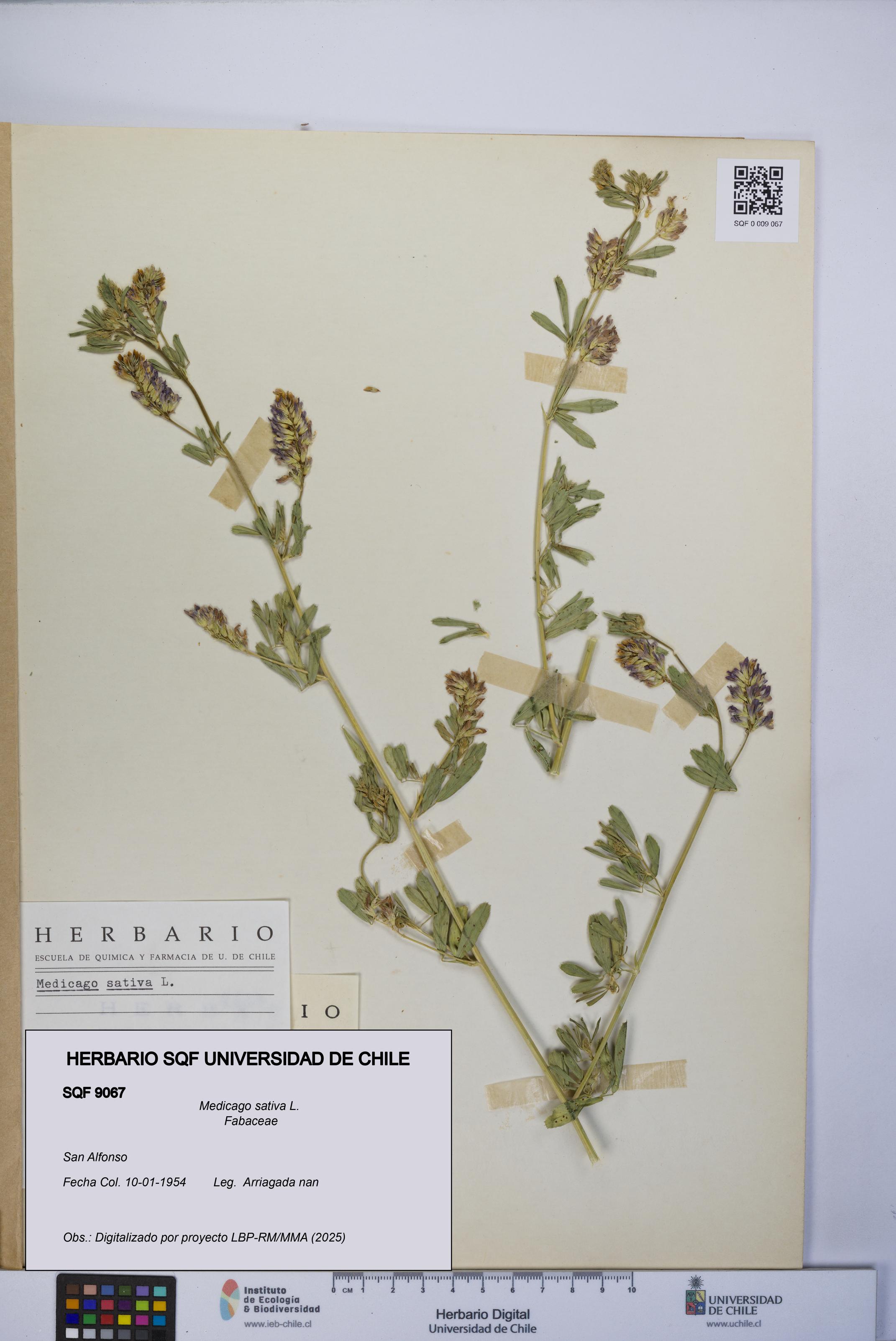 Medicago sativa [Espécimen: UCH:SQF:0009067]