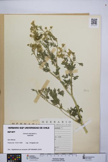 Conium maculatum [Espécimen: UCH:SQF:0009077]