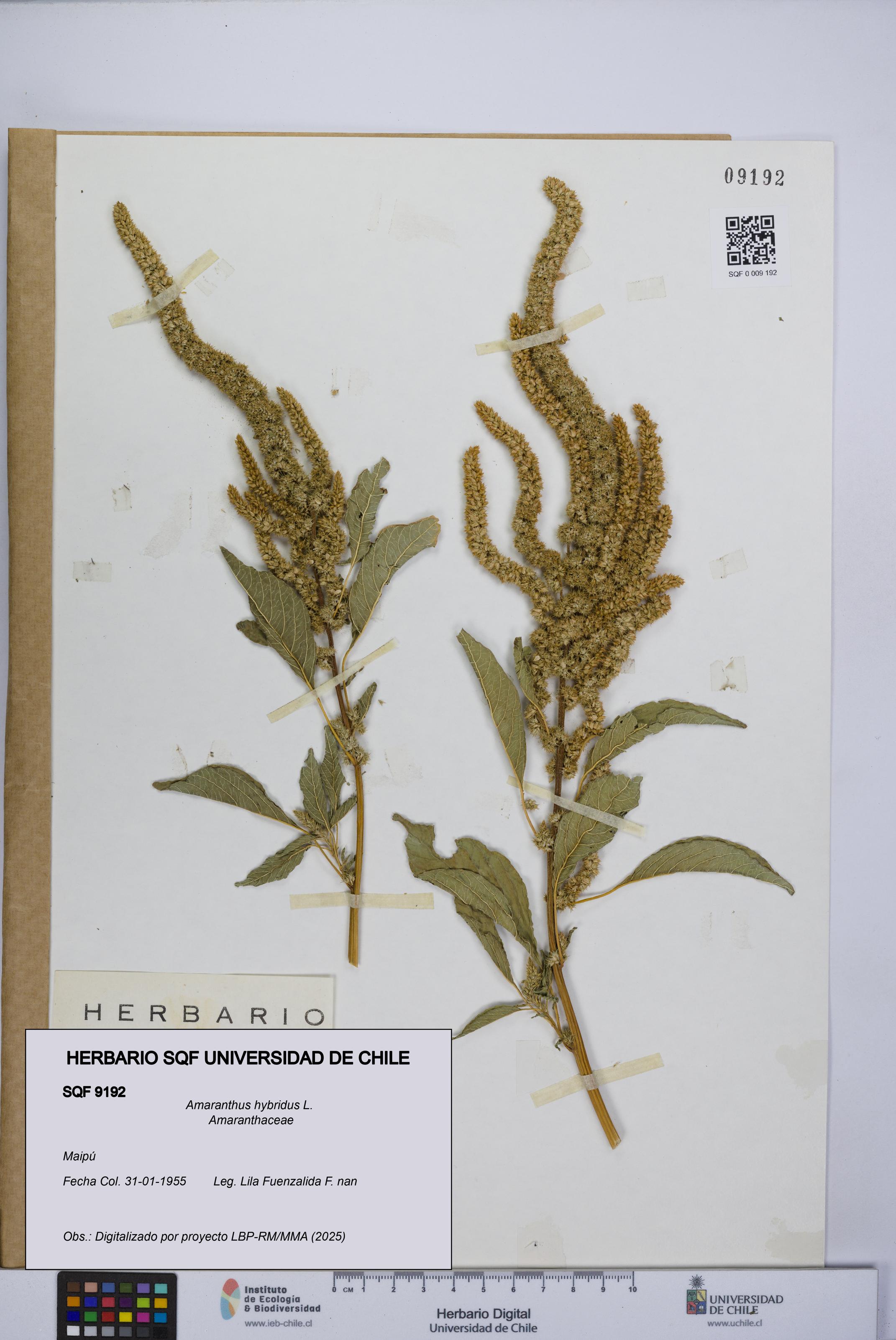 Amaranthus hybridus [Espécimen: UCH:SQF:0009192]