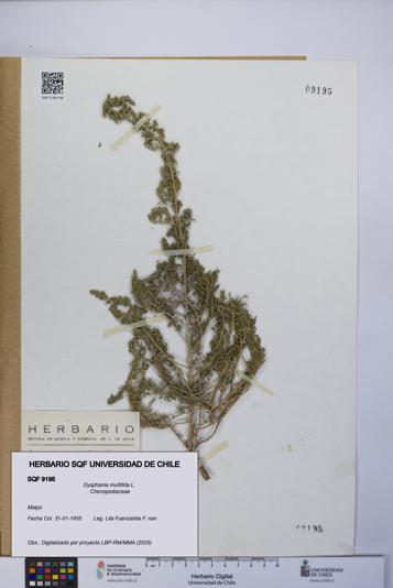 Dysphania multifida [Espécimen: UCH:SQF:0009195]