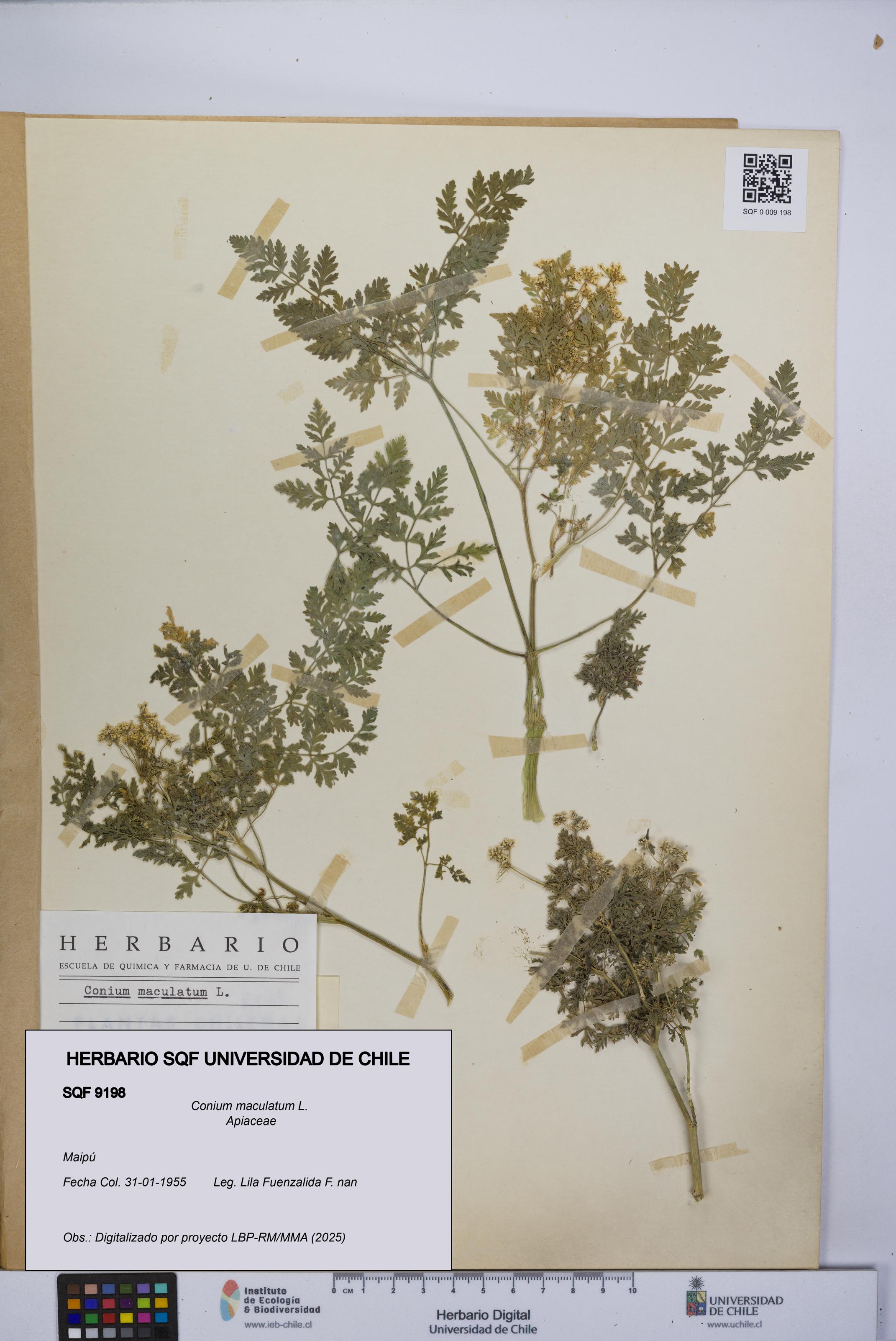Conium maculatum [Espécimen: UCH:SQF:0009198]