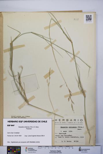 Nassella chilensis [Espécimen: UCH:SQF:0009347]