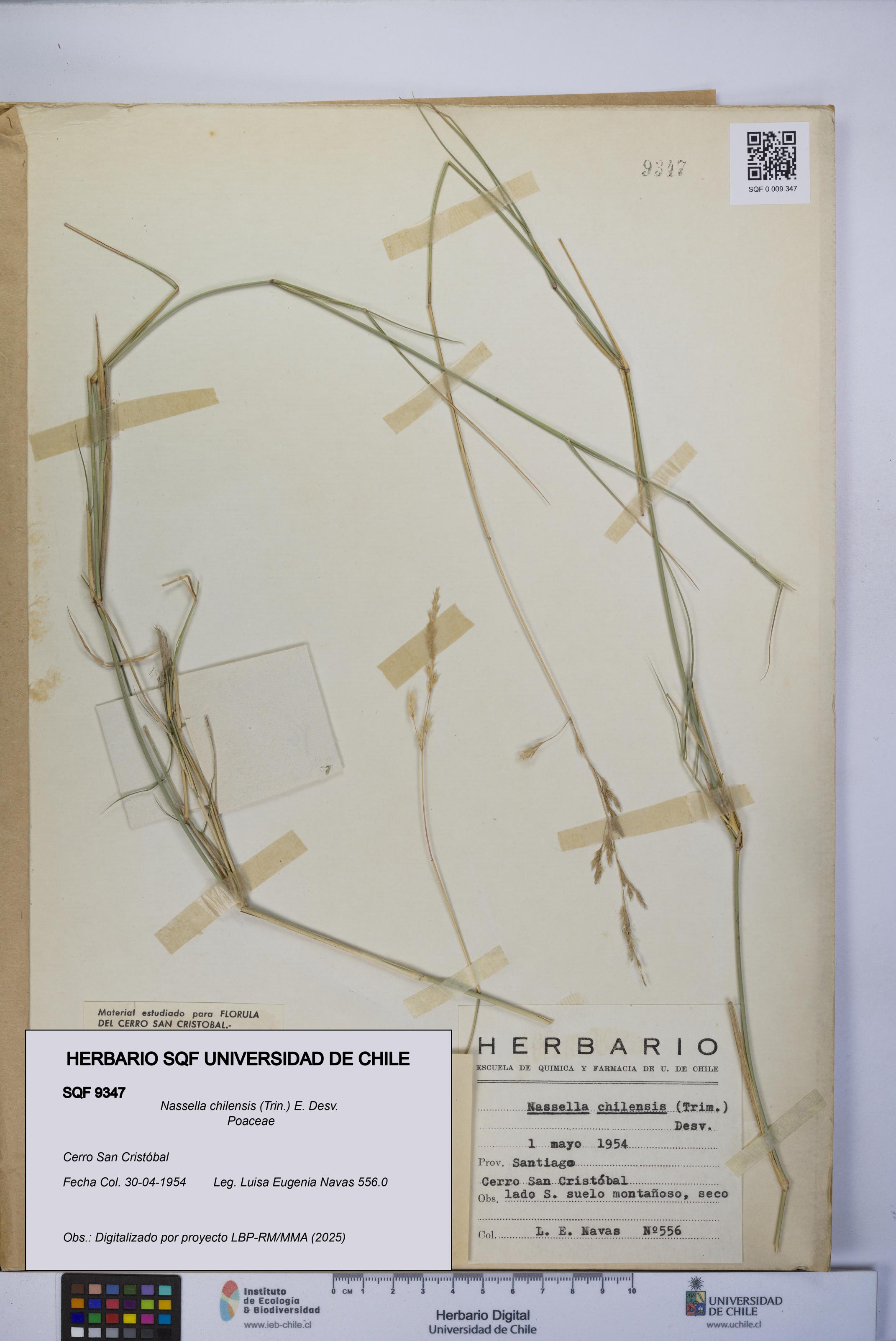 Nassella chilensis [Espécimen: UCH:SQF:0009347]