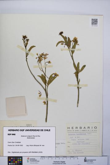Solanum crispum [Espécimen: UCH:SQF:0009382]