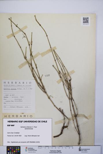 Ephedra chilensis [Espécimen: UCH:SQF:0009387]
