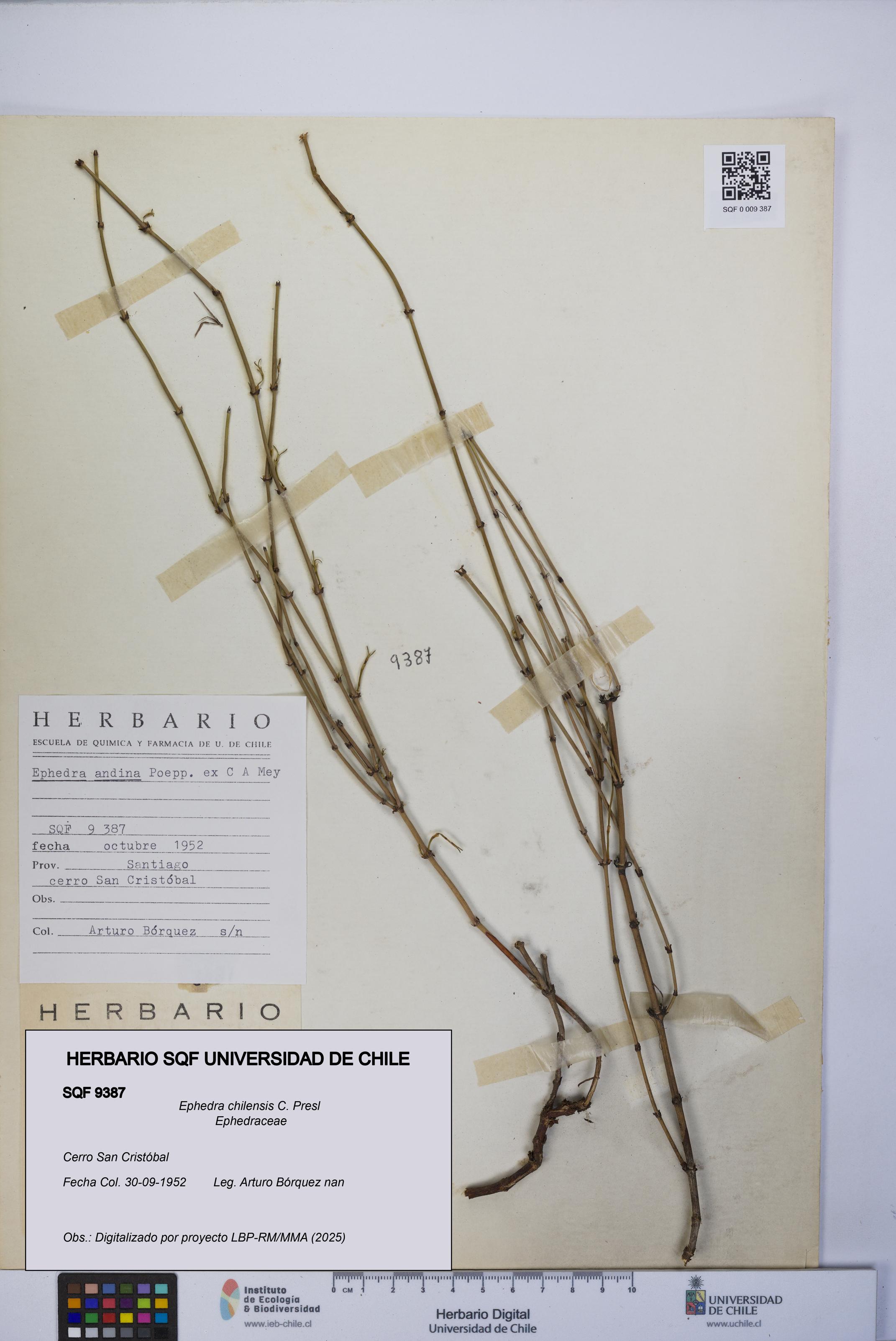 Ephedra chilensis [Espécimen: UCH:SQF:0009387]