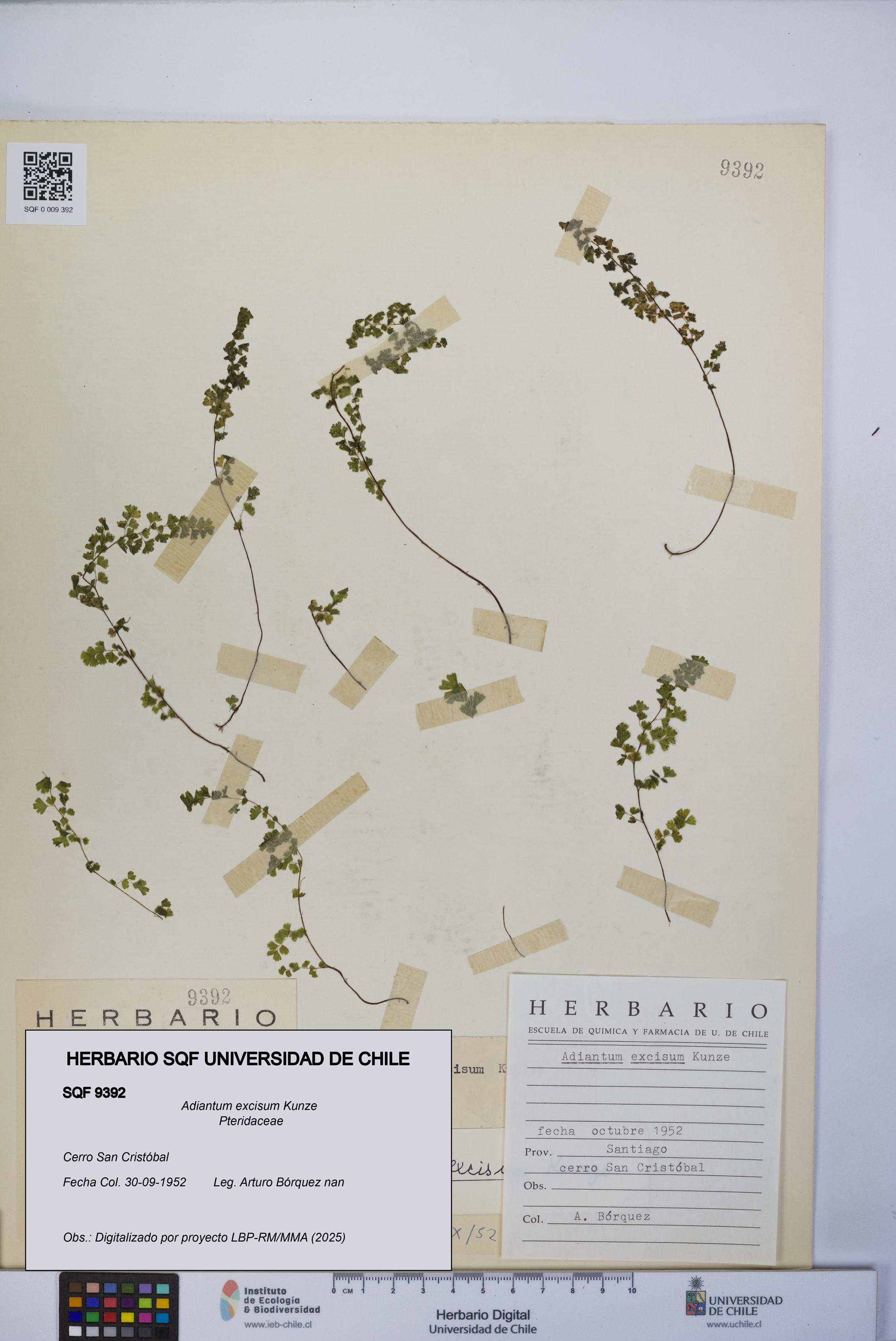 Adiantum excisum [Espécimen: UCH:SQF:0009392]
