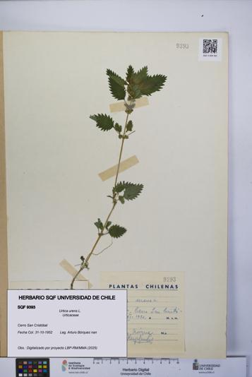 Urtica urens [Espécimen: UCH:SQF:0009393]