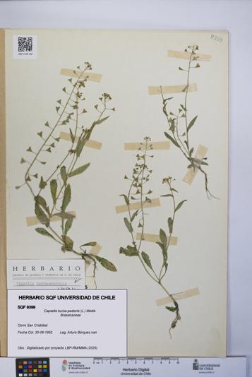 Capsella bursa-pastoris [Espécimen: UCH:SQF:0009399]