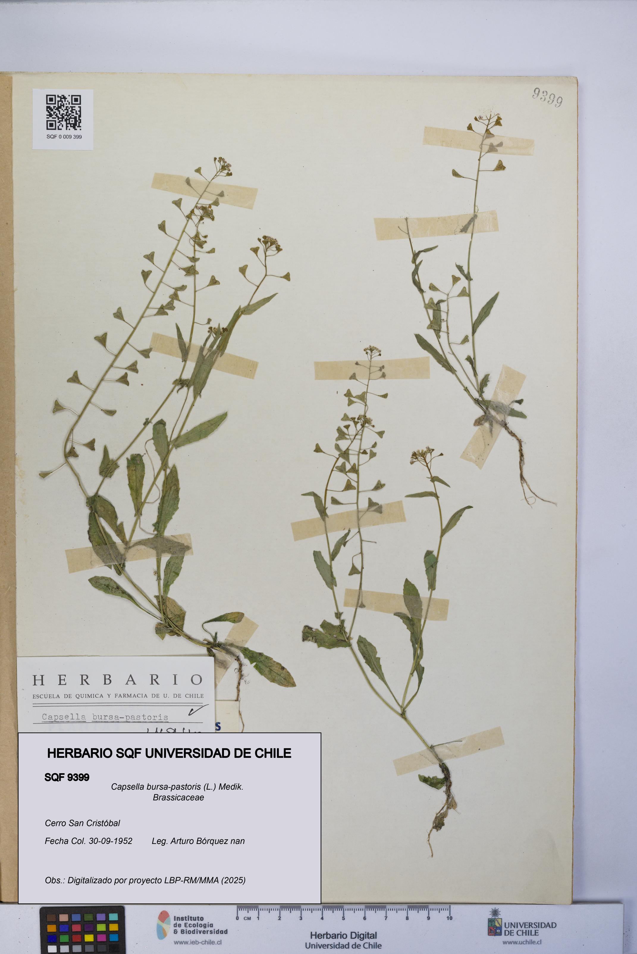 Capsella bursa-pastoris [Espécimen: UCH:SQF:0009399]