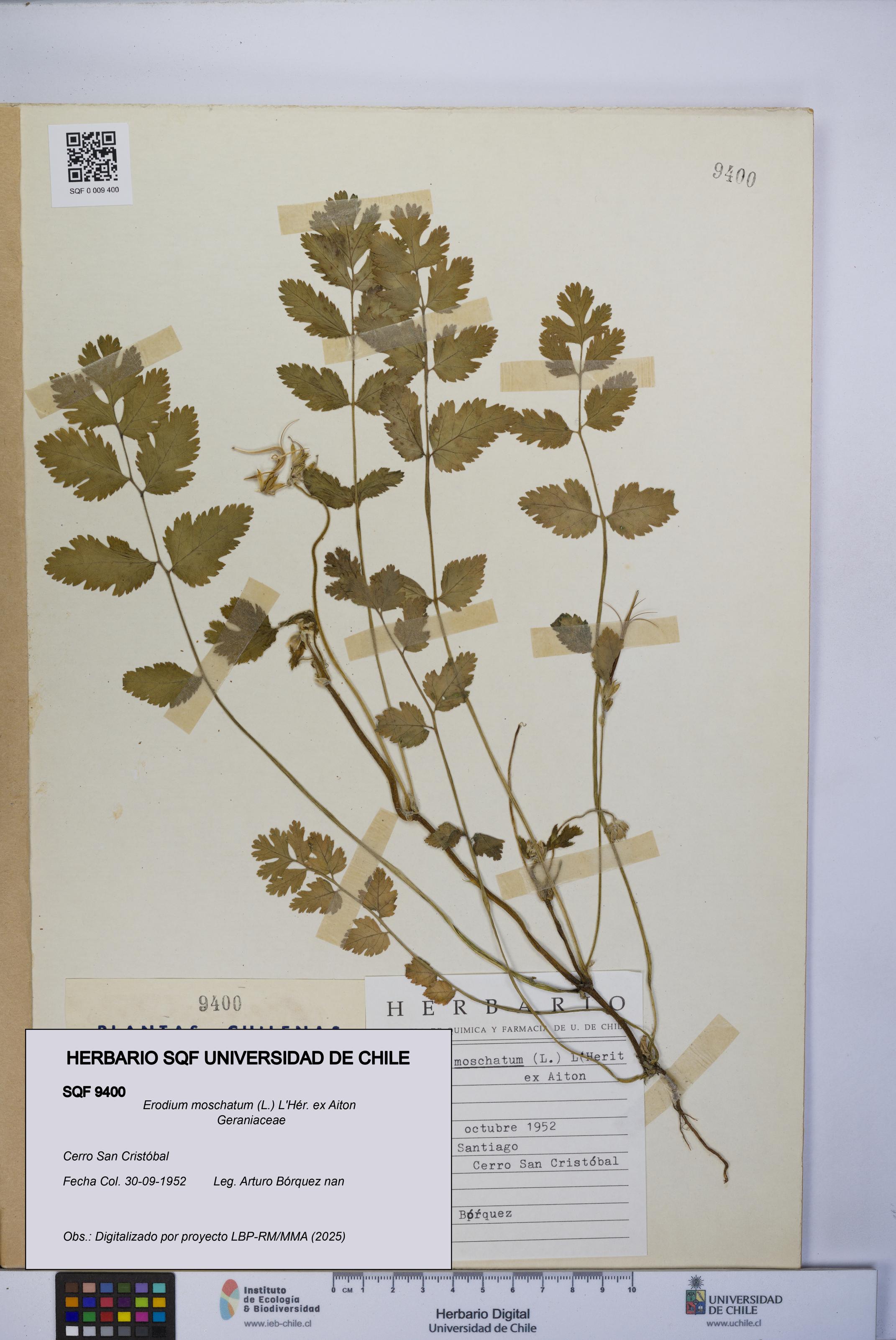 Erodium moschatum [Espécimen: UCH:SQF:0009400]