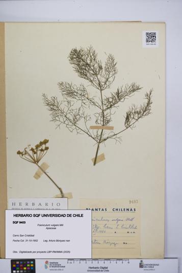 Foeniculum vulgare [Espécimen: UCH:SQF:0009403]