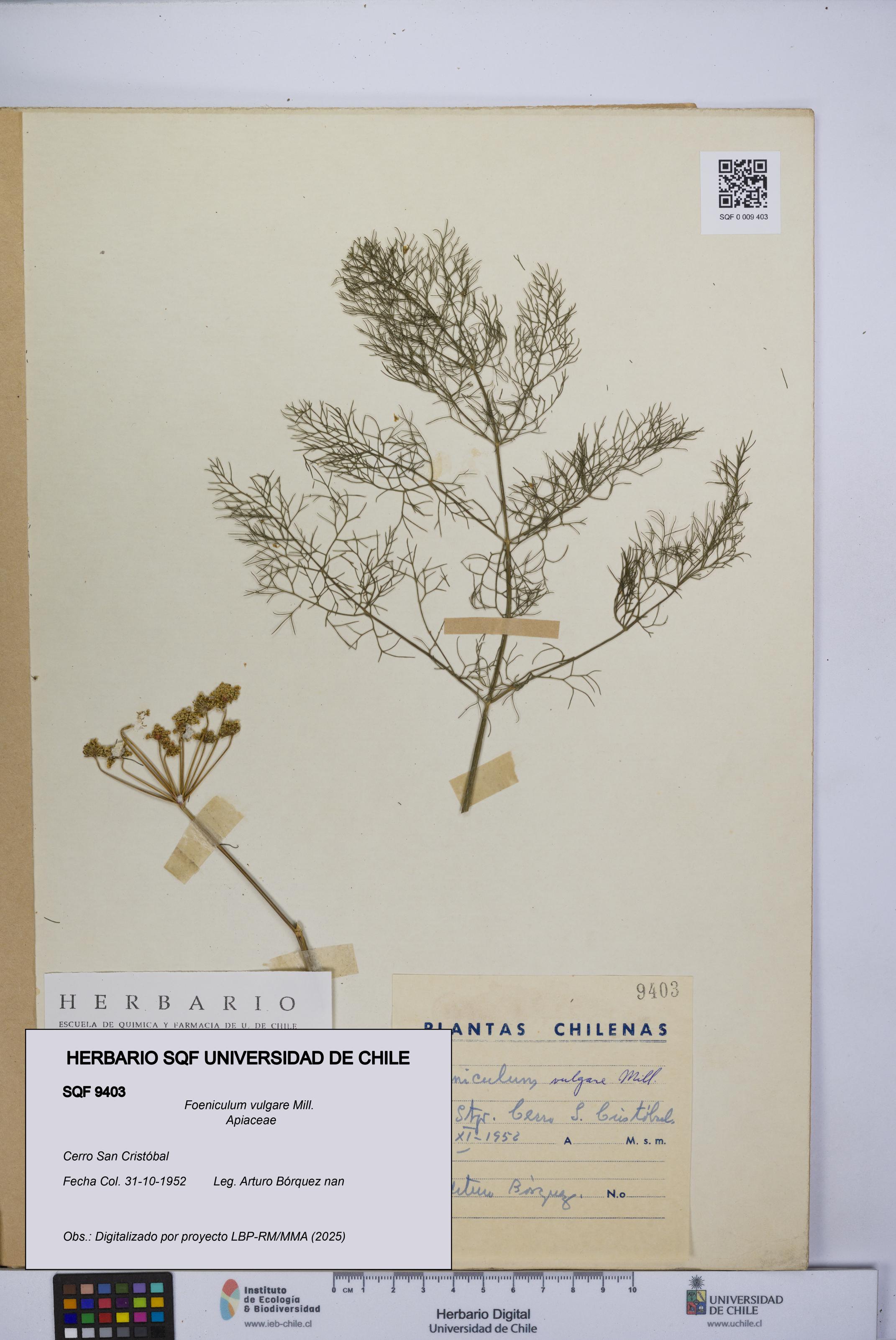 Foeniculum vulgare [Espécimen: UCH:SQF:0009403]