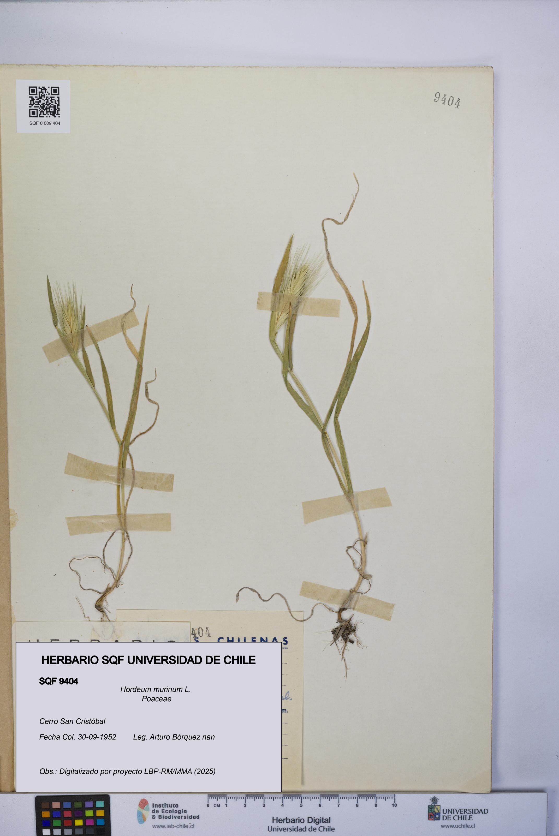 Hordeum murinum [Espécimen: UCH:SQF:0009404]