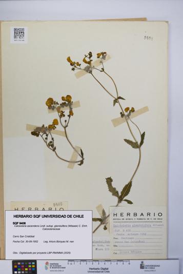 Calceolaria ascendens [Espécimen: UCH:SQF:0009408]