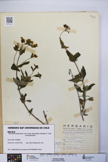 Calceolaria ascendens [Espécimen: UCH:SQF:0009415]