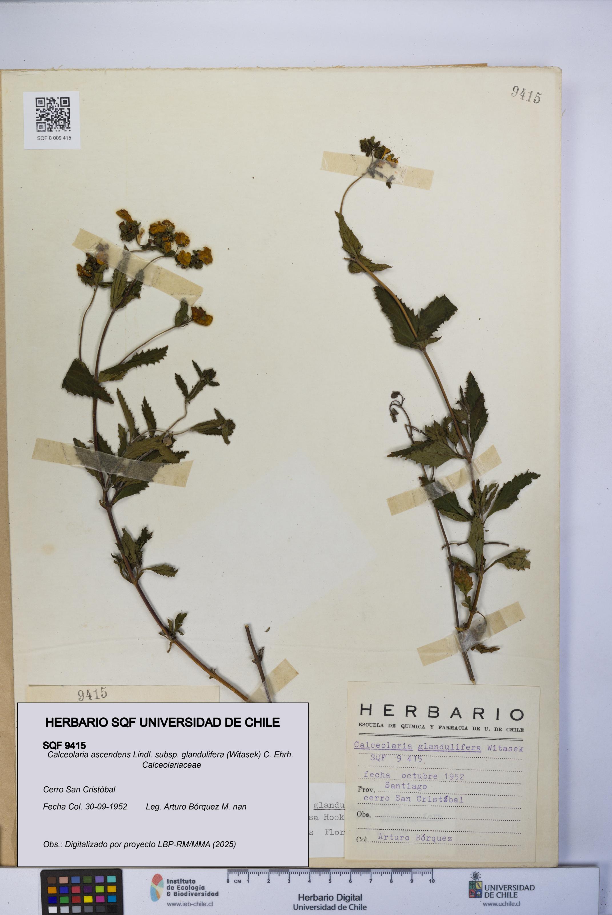 Calceolaria ascendens [Espécimen: UCH:SQF:0009415]