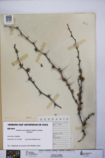 Vachellia caven [Espécimen: UCH:SQF:0009418]