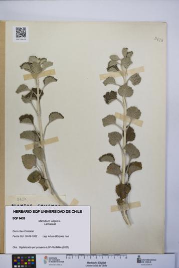Marrubium vulgare [Espécimen: UCH:SQF:0009428]