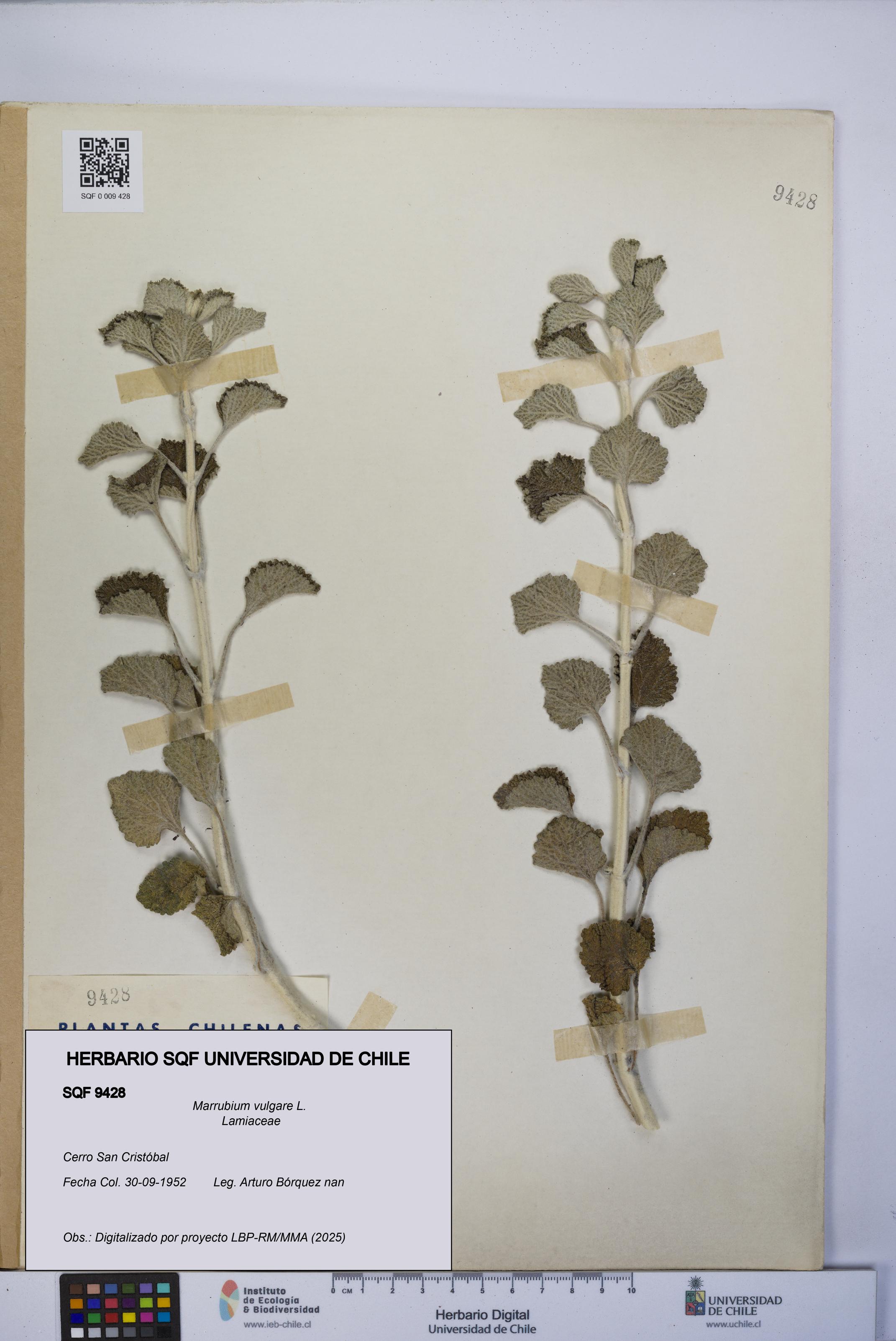 Marrubium vulgare [Espécimen: UCH:SQF:0009428]