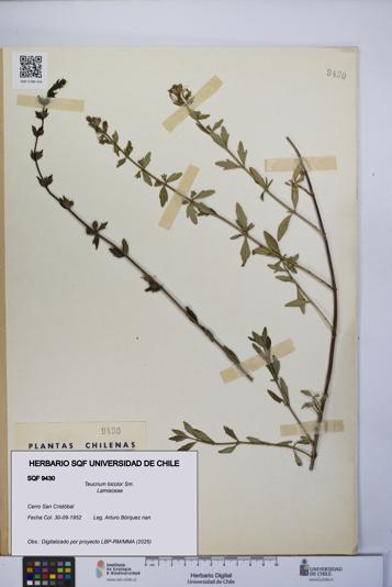 Teucrium bicolor [Espécimen: UCH:SQF:0009430]